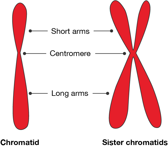 Chromatid and sister chromatids. Both have short arms, a centromere and long arms. The sister chromatids consist of two chromatids joined together at the centromere.